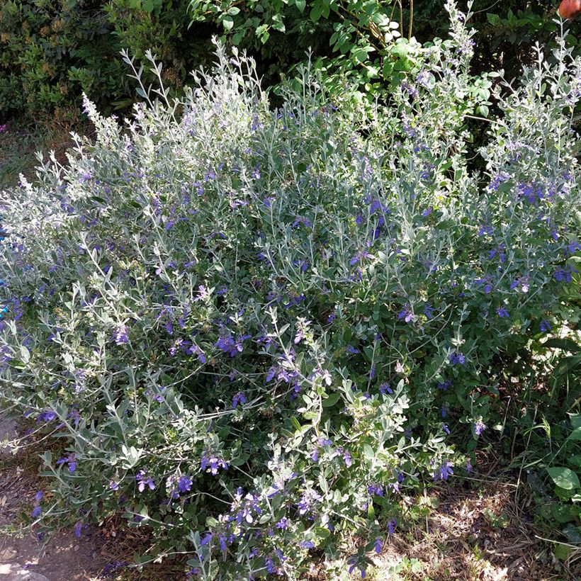 Teucrium fruticans Azureum (Plant habit)