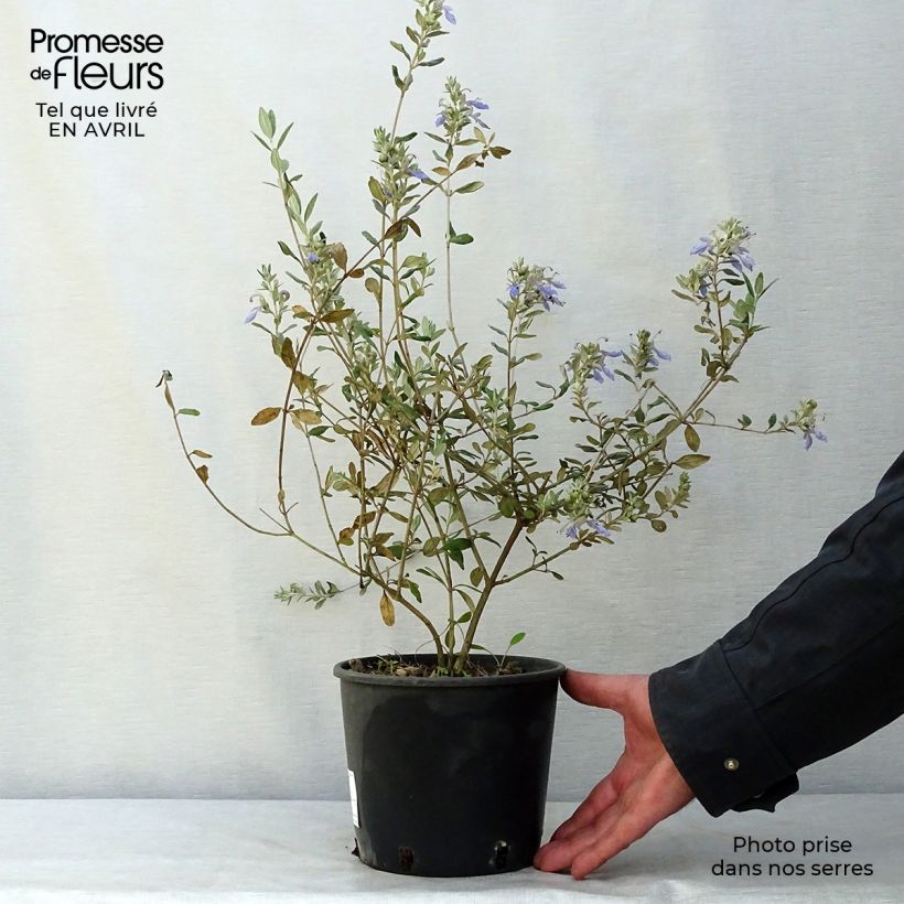 Example of Teucrium fruticans Azureum Vaso da 2L/3L as you get in printemps