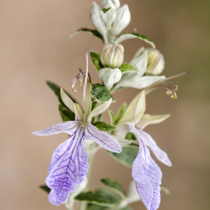 Teucrium fruticans - Camedrio femmina (Flowering)