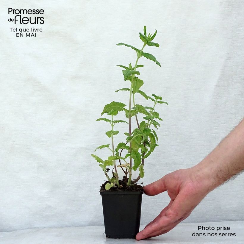 Teucrium hircanicum - Camedrio iraniano Vasetto da 8/9 cm esemplare consegnato in primavera