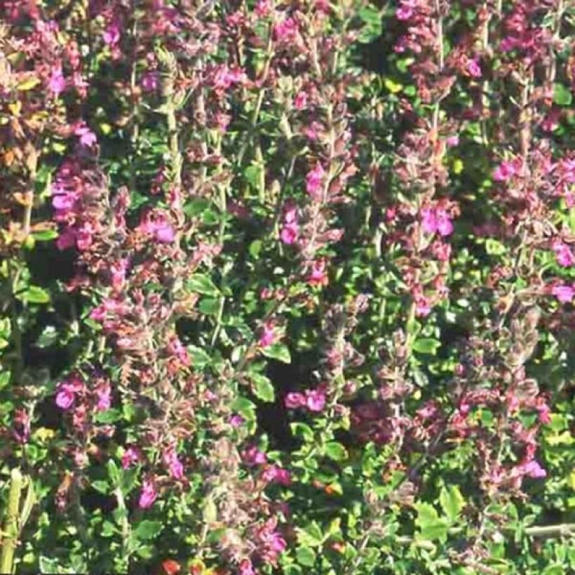 Teucrium lucidrys (Flowering)