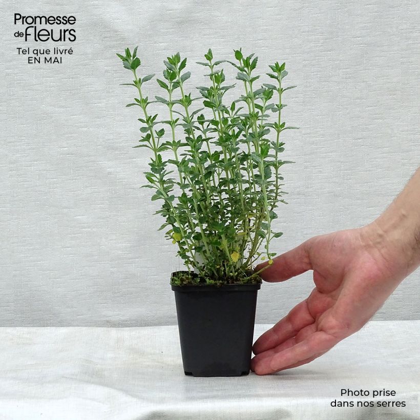 Example of Teucrium lucidrys Vasetto da 8/9 cm as you get in printemps