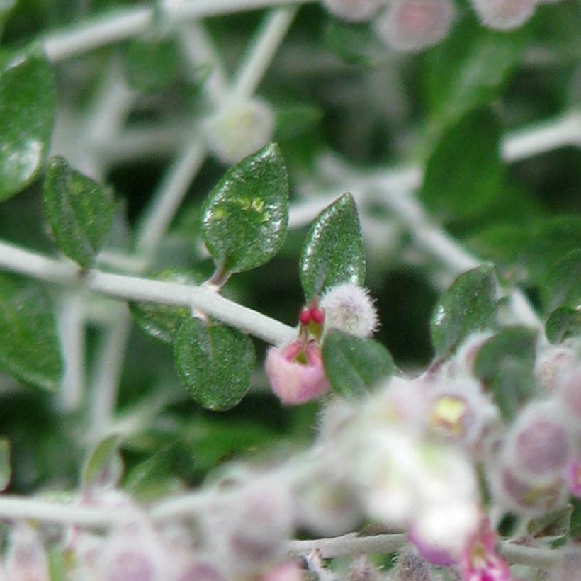 Teucrium marum - Camedrio maro (Foliage)