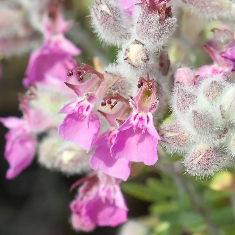 Teucrium marum - Camedrio maro (Flowering)
