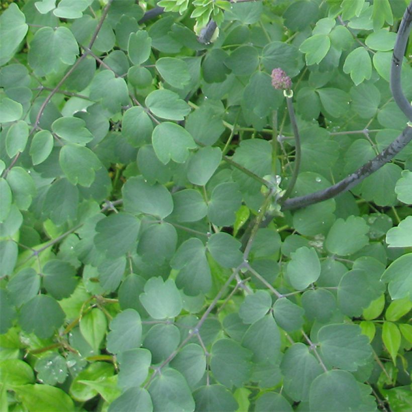 Thalictrum Black Stockings - Pigamo (Foliage)