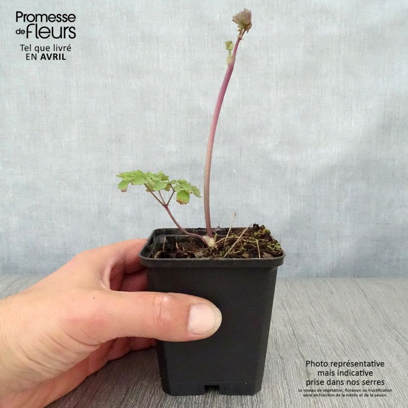 Example of Thalictrum Black Stockings - Pigamo Vasetto da 8/9 cm as you get in printemps