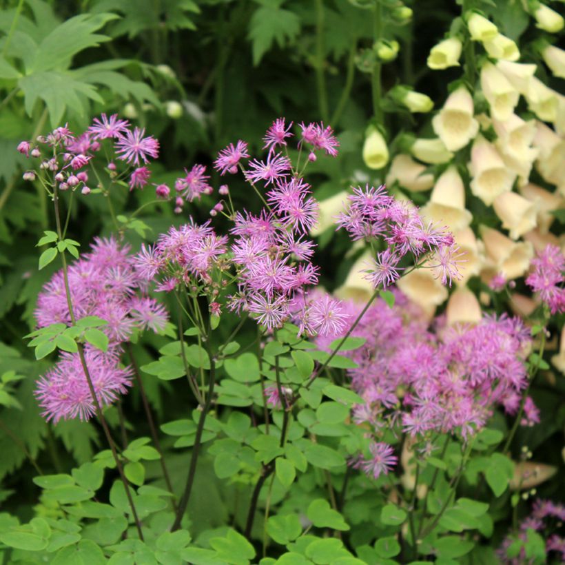 Thalictrum Black Stockings - Pigamo (Flowering)