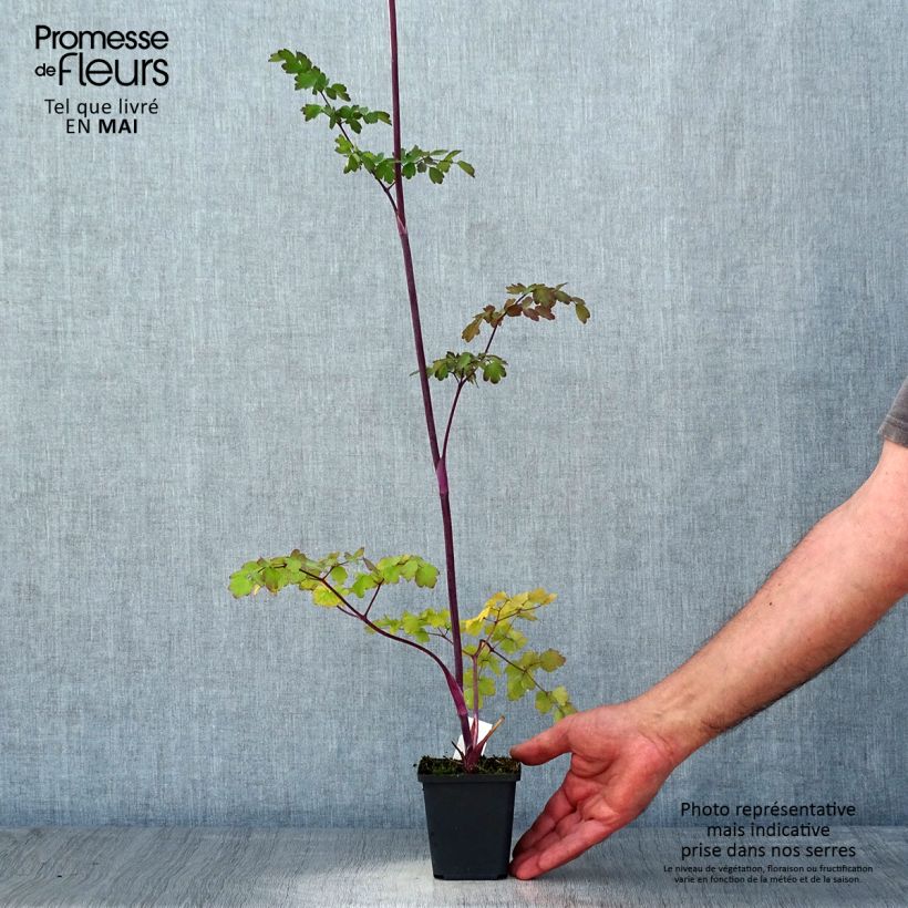 Thalictrum Elin - Pigamo Vasetto da 8/9 cm esemplare consegnato in primavera