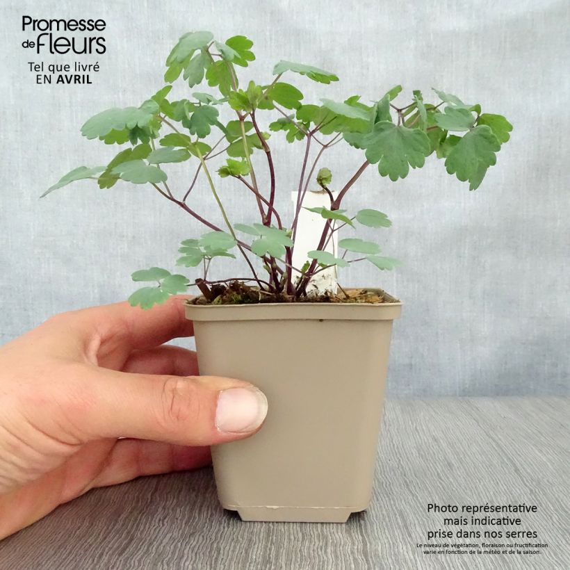 Example of Thalictrum Little Pinkie - Pigamo Vasetto da 8/9 cm as you get in printemps