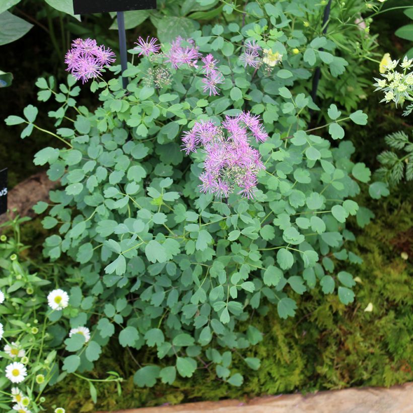 Thalictrum Little Pinkie - Pigamo (Plant habit)