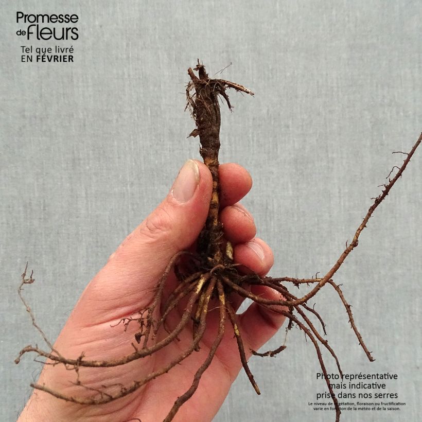 Thalictrum Yulia - Pigamo Piante piccole a radice nuda esemplare consegnato in inverno