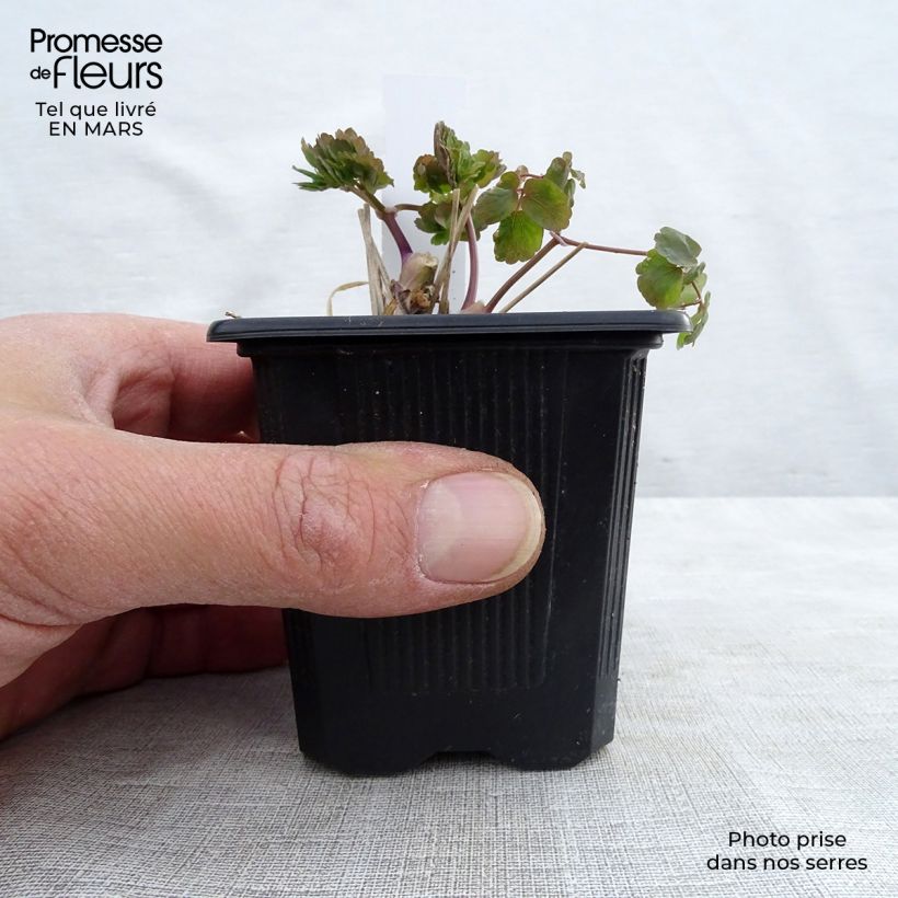 Thalictrum aquilegifolium Album - Pigamo colombino Vasetto da 8/9 cm esemplare consegnato in primavera