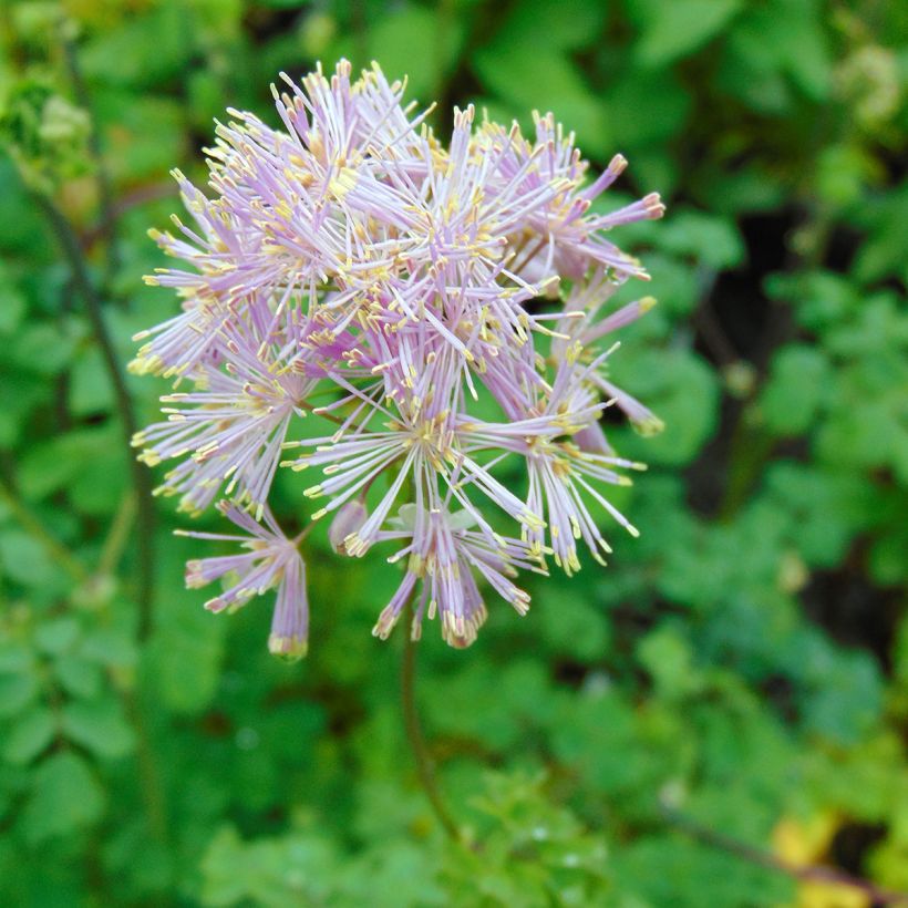 Thalictrum aquilegiifolium - Pigamo colombino (Flowering)