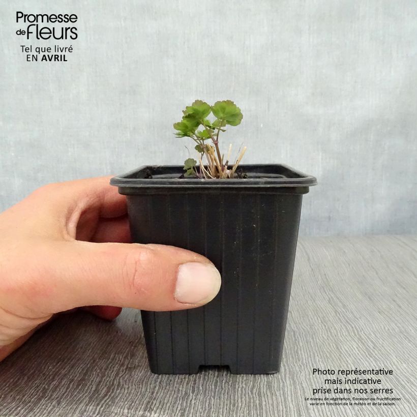 Example of Thalictrum aquilegiifolium - Pigamo colombino Vasetto da 7/8 cm as you get in printemps