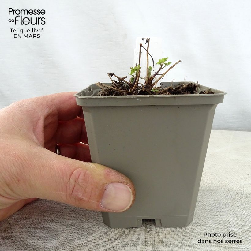 Thalictrum aquilegifolium Thundercloud - Pigamo colombino Vasetto da 8/9 cm esemplare consegnato in primavera