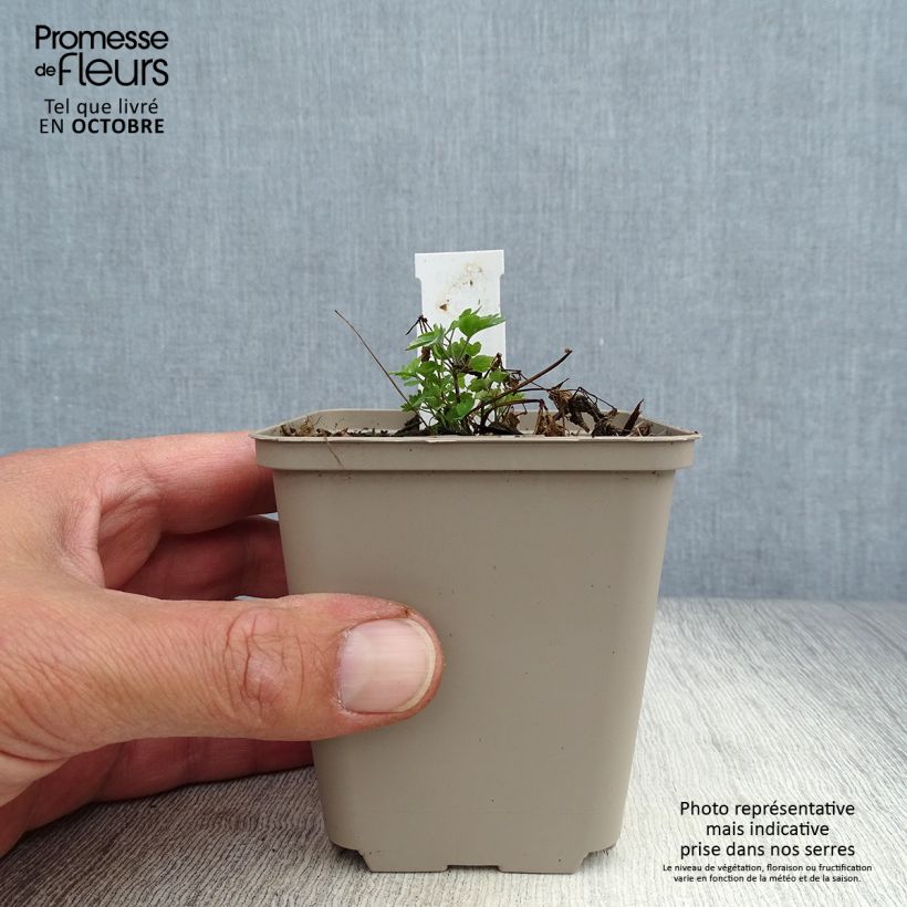 Esemplare di Thalictrum aquilegifolium Thundercloud - Pigamo colombino Vasetto da 8/9 cm come consegnato in autunno
