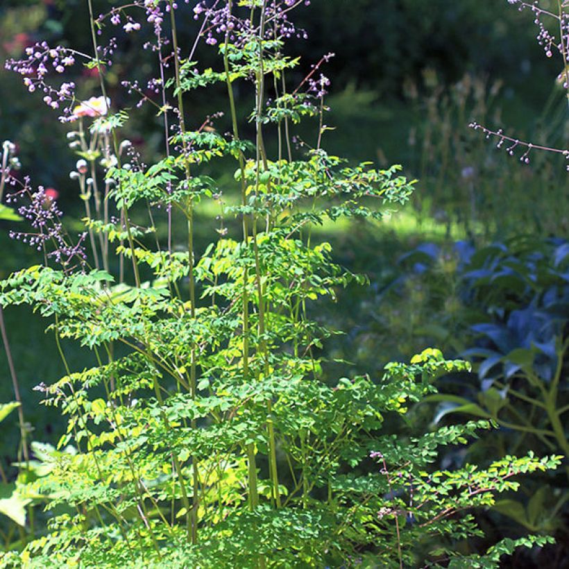 Thalictrum delavayi - Pigamo (Porto)
