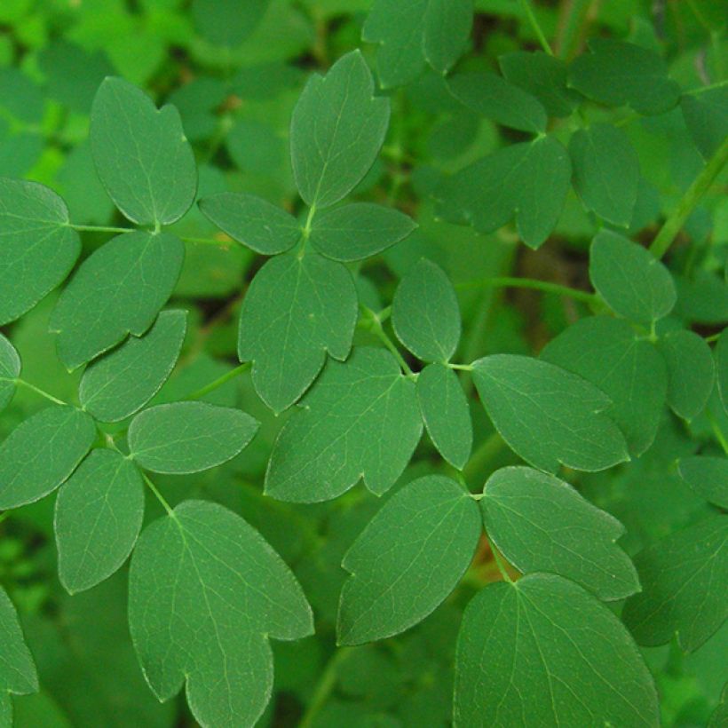 Thalictrum delavayi Ankum - Pigamo (Foliage)