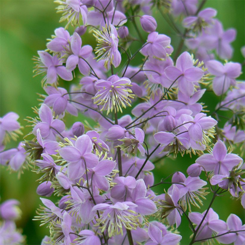 Thalictrum delavayi Ankum - Pigamo (Flowering)