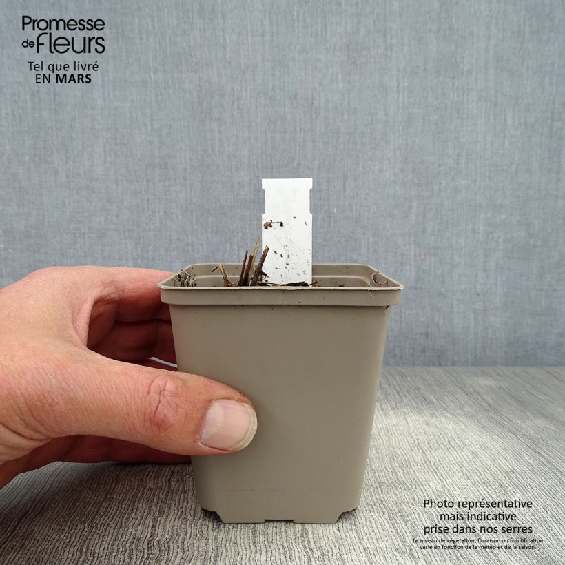 Example of Thalictrum delavayi Ankum - Pigamo Vasetto da 8/9 cm as you get in printemps