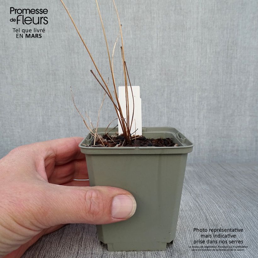 Thalictrum delavayi Hinckley - Pigamo Vasetto da 8/9 cm esemplare consegnato in primavera