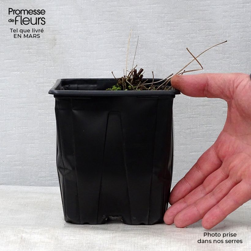 Example of Thalictrum delavayi Splendide Album - Pigamo Vaso da 2L/3L as you get in printemps