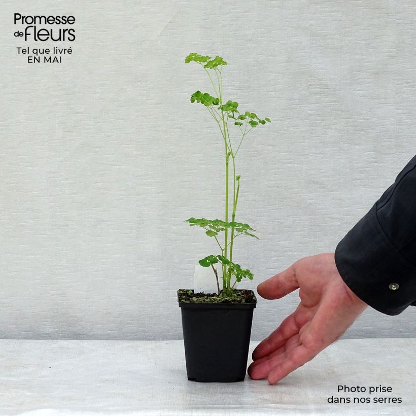 Example of Thalictrum delavayi Splendide Album - Pigamo Vasetto da 8/9 cm as you get in printemps