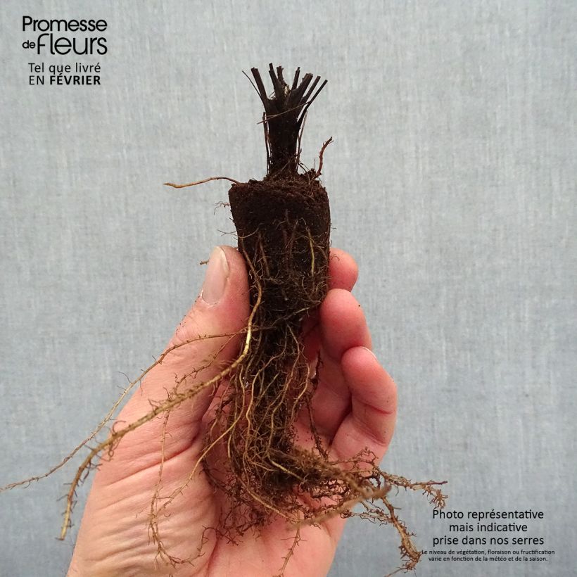 Thalictrum delavayi Splendide - Pigamo Piante piccole a radice nuda esemplare consegnato in inverno