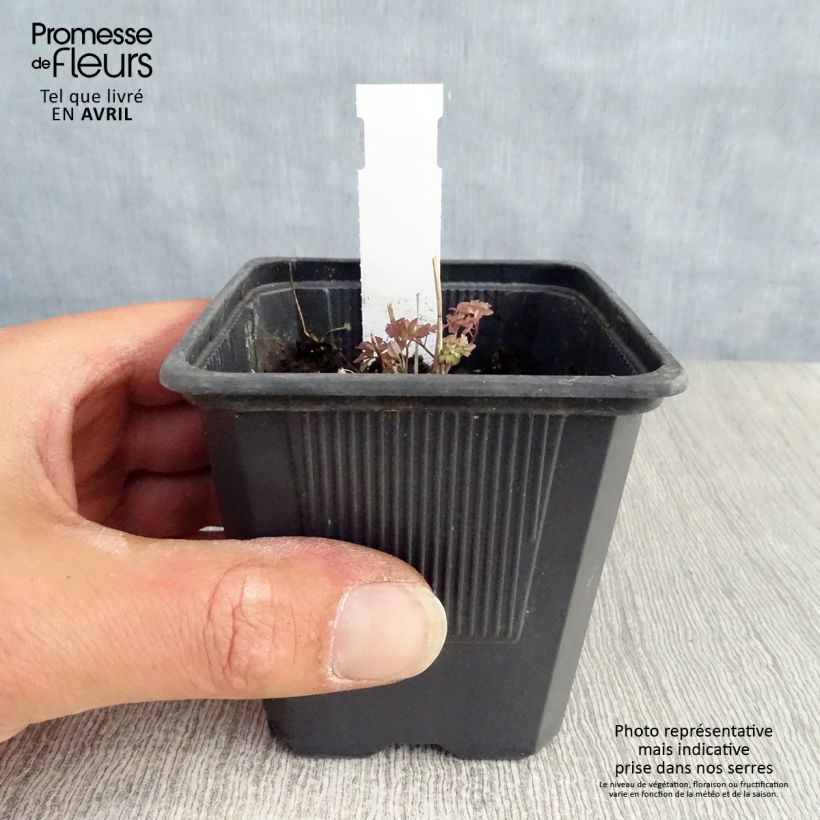 Thalictrum delavayi - Pigamo Vasetto da 8/9 cm esemplare consegnato in primavera