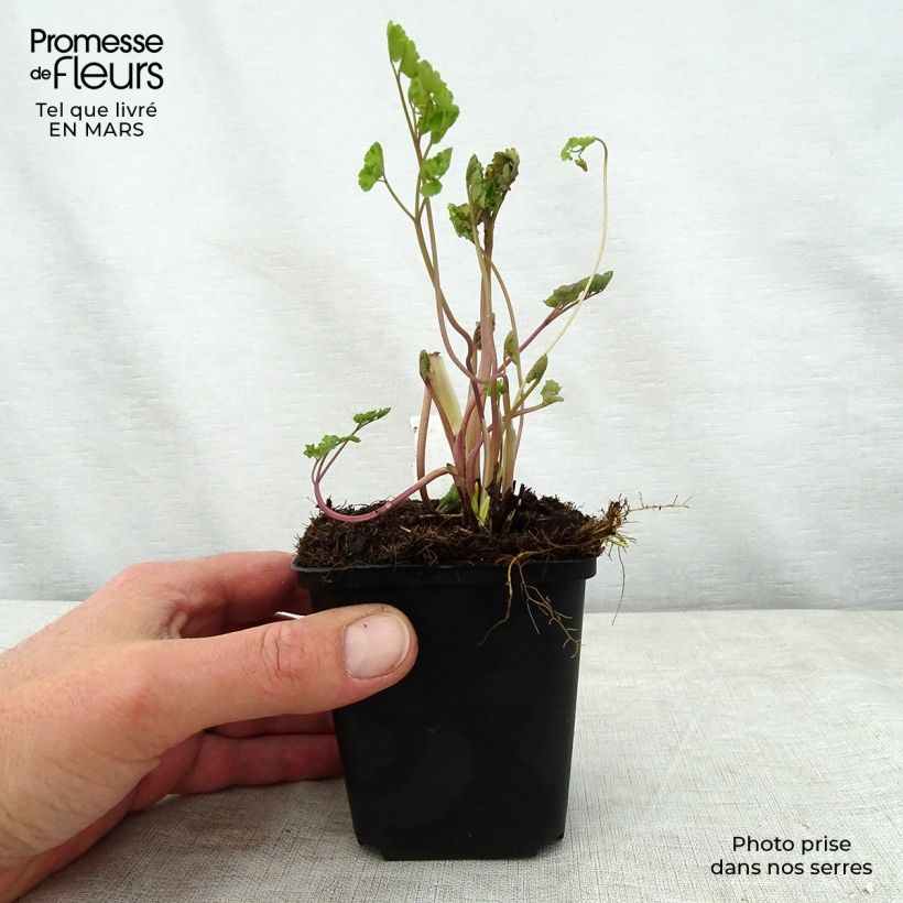 Thalictrum flavum subsp.glaucum - Pigamo giallo Vasetto da 8/9 cm esemplare consegnato in primavera