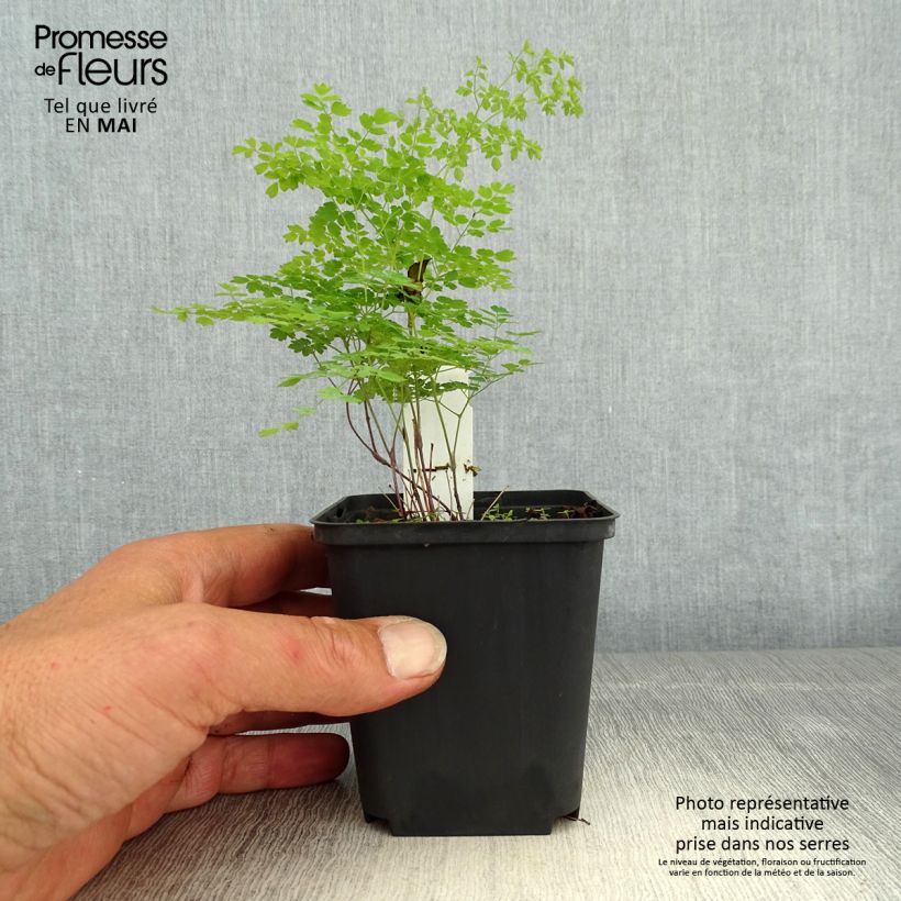 Thalictrum minus Adiantifolium - Pigamo minore Vasetto da 8/9 cm esemplare consegnato in primavera