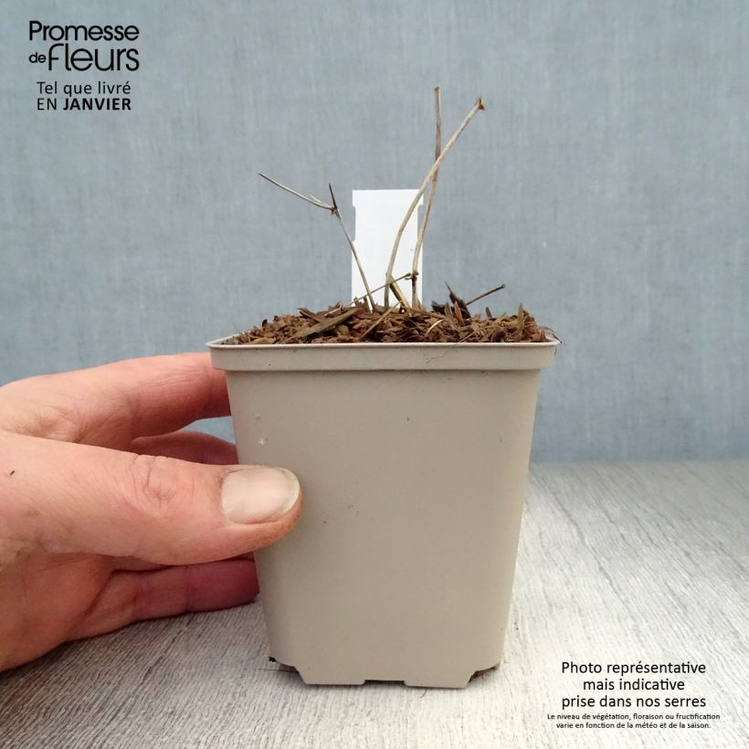 Thalictrum petaloideum Ghent Ebony - Pigamo Vasetto da 8/9 cm esemplare consegnato in inverno