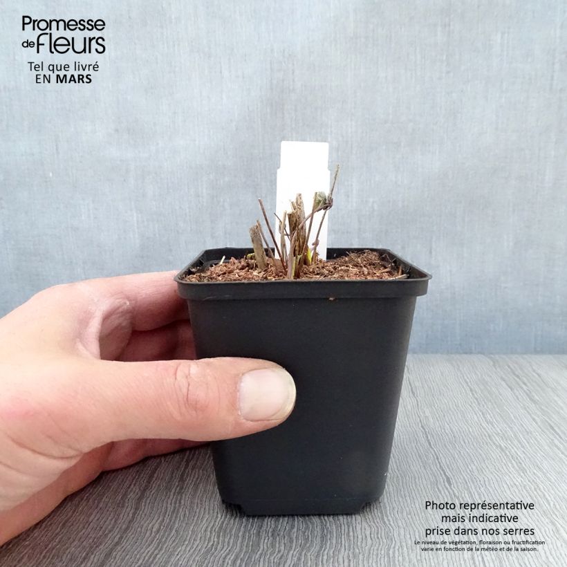 Thalictrum sphaerostachyum - Pigamo Vasetto da 8/9 cm esemplare consegnato in primavera