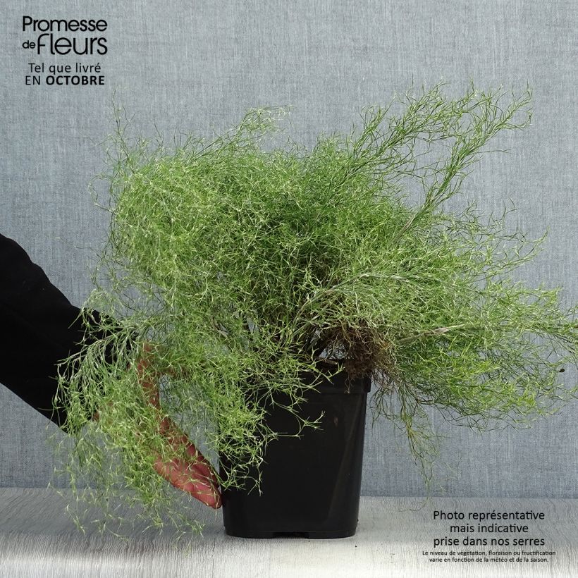 Esemplare di Thamnochortus cinereus Vaso da 3L/4L come consegnato in autunno