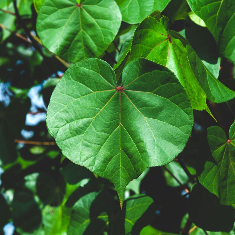 Thespesia populnea (Fogliame)