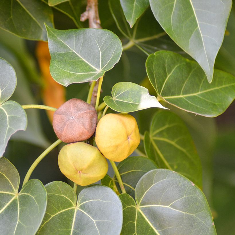 Thespesia populnea (Raccolta)