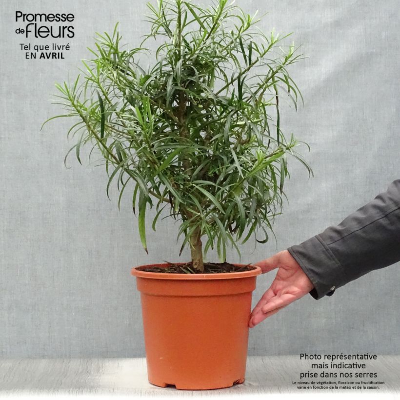 Example of Thevetia peruviana - Oleandro del Perù Vaso da 7,5L/10L as you get in printemps