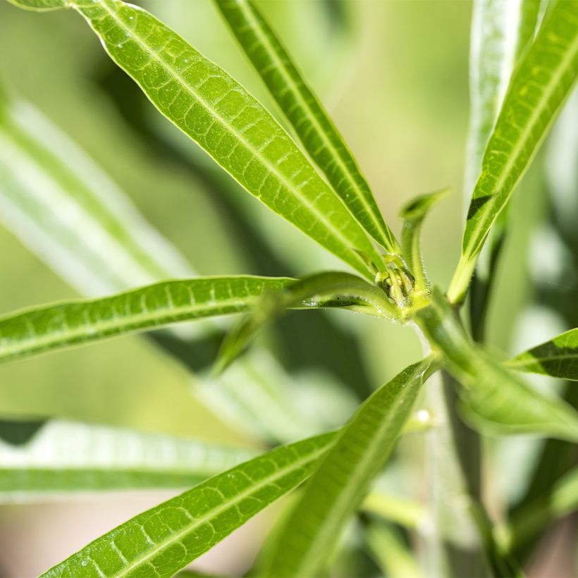 Thevetia peruviana - Oleandro del Perù (Foliage)