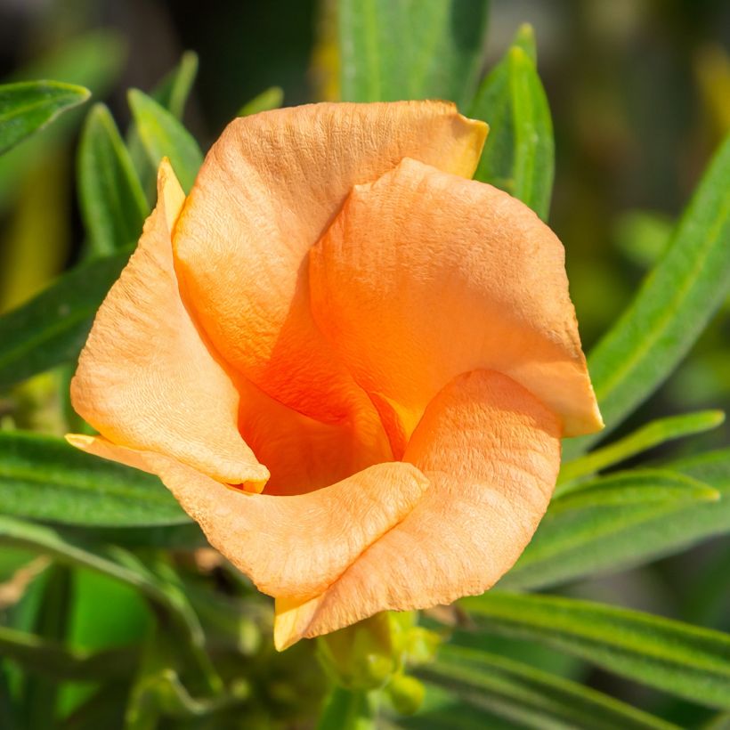 Thevetia peruviana - Oleandro del Perù (Flowering)