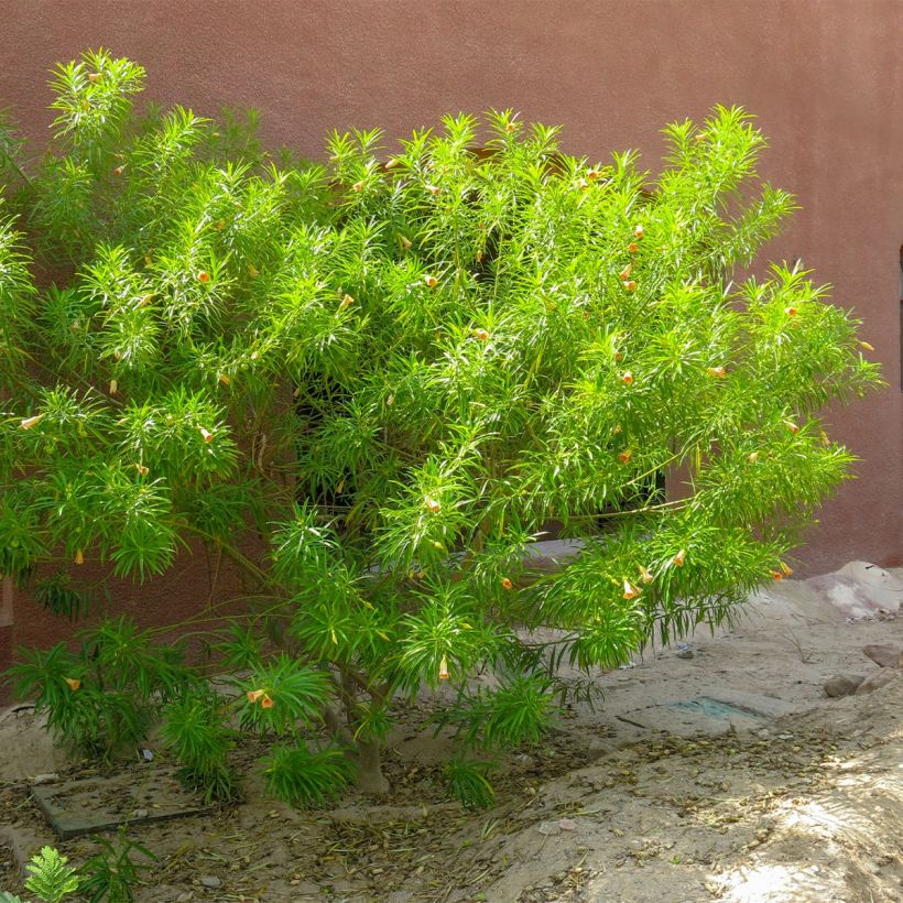 Thevetia peruviana - Oleandro del Perù (Plant habit)