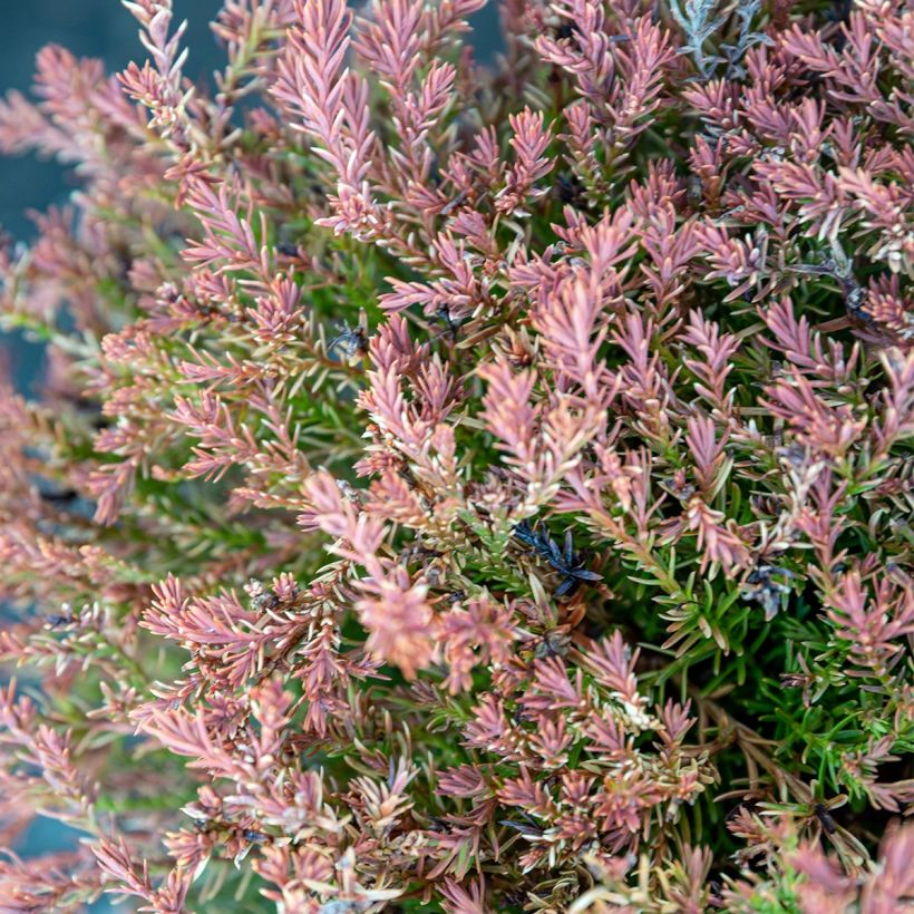 Thuja occidentalis Fire Chief - Tuia occidentale (Foliage)
