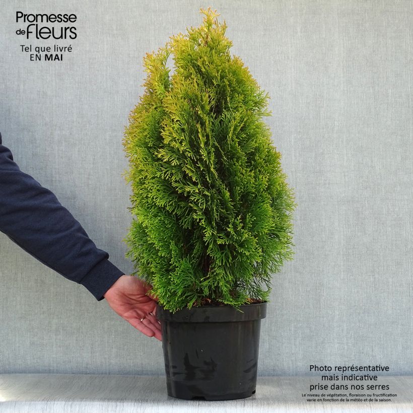 Example of Thuja occidentalis Golden Smaragd - Tuia occidentale Vaso da 7,5L/10L as you get in printemps