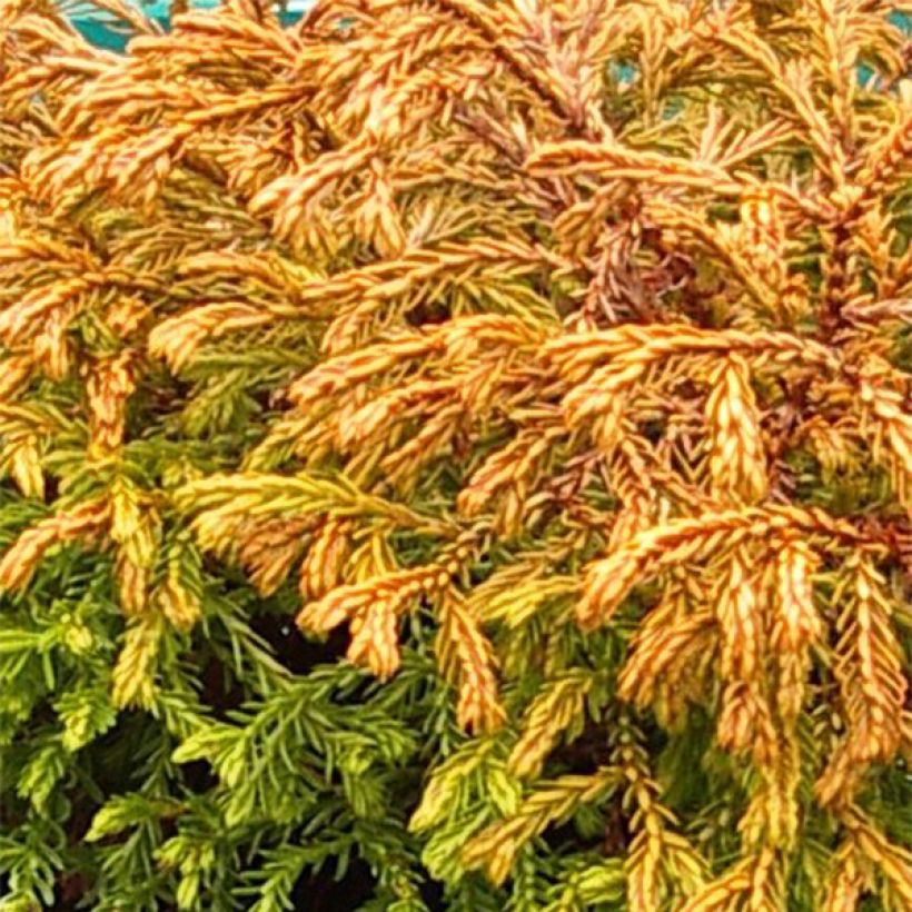 Thuja occidentalis Golden Tuffet - Tuia occidentale (Foliage)