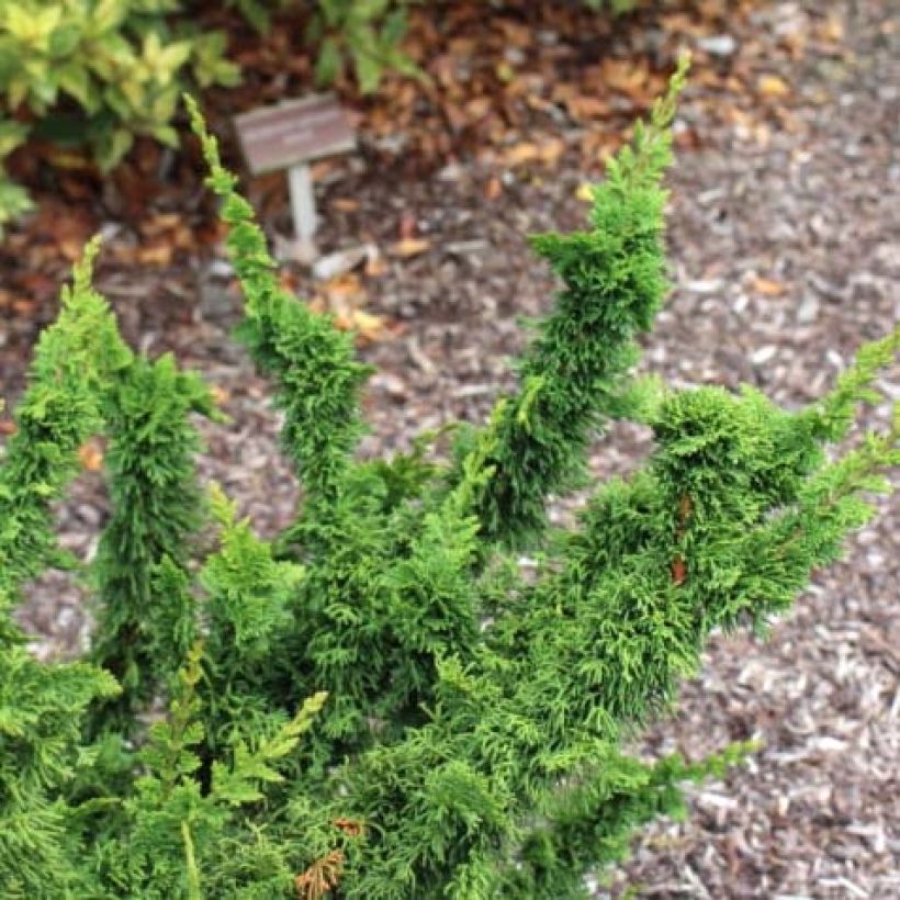 Thuja occidentalis Malonyana Holub - Tuia occidentale (Fogliame)
