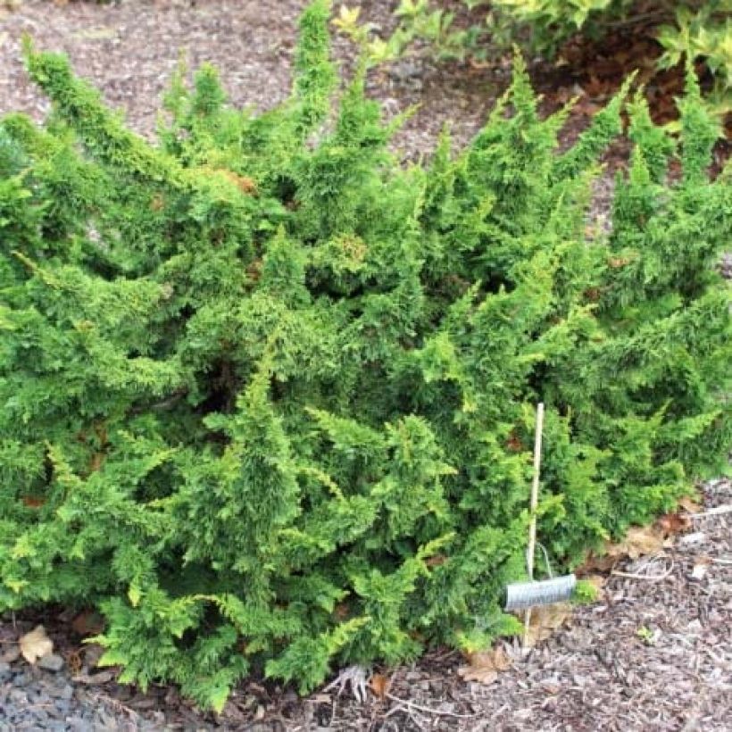 Thuja occidentalis Malonyana Holub - Tuia occidentale (Porto)