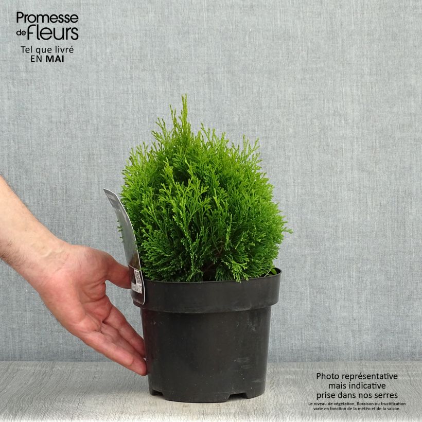 Thuja occidentalis Miky - Tuia occidentale Vaso da 2L/3L esemplare consegnato in primavera