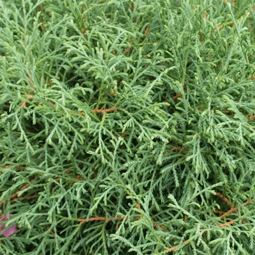 Thuja occidentalis Mr Bowling Ball - Tuia occidentale (Foliage)