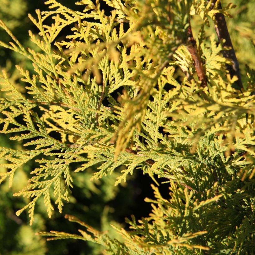 Thuja occidentalis Yellow Ribbon - Tuia occidentale (Foliage)