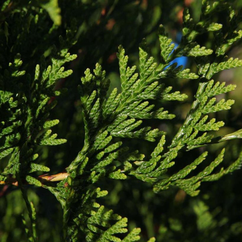 Thuja plicata Atrovirens - Tuia plicata (Foliage)