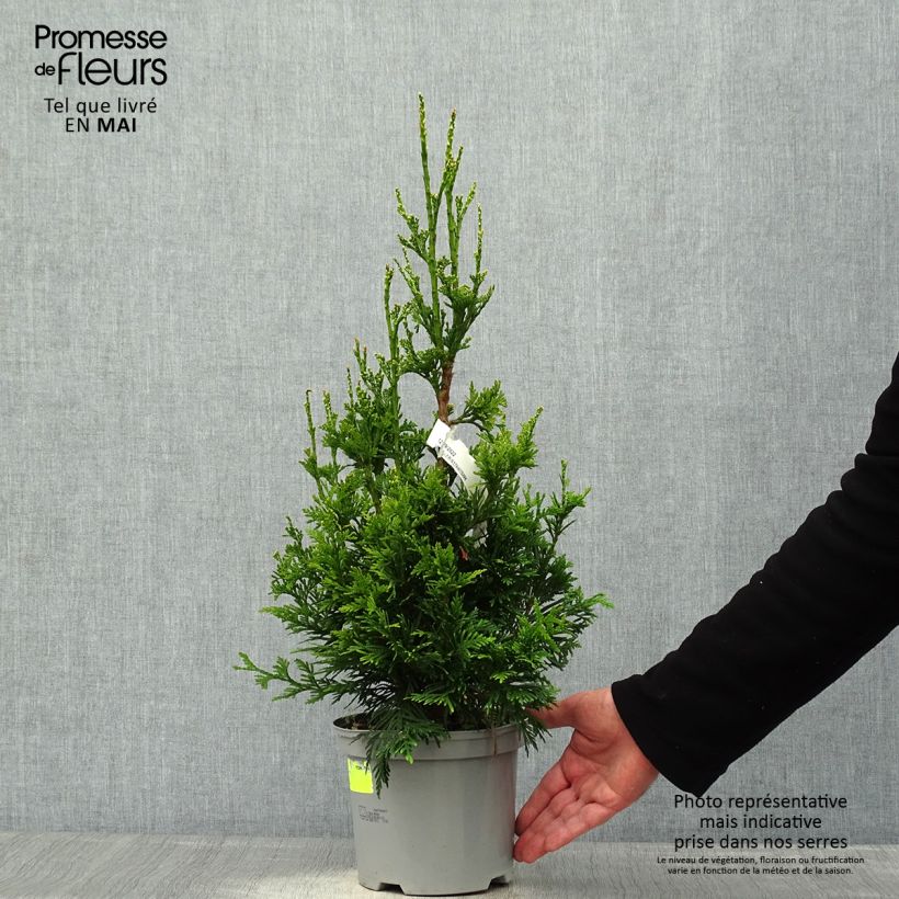 Thuja plicata Can-can - Tuia plicata Vaso da 2L/3L esemplare consegnato in primavera